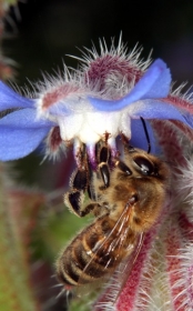 Honigbiene an Boretschblüte (Borago officinalis)